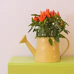 Marli * Сплит